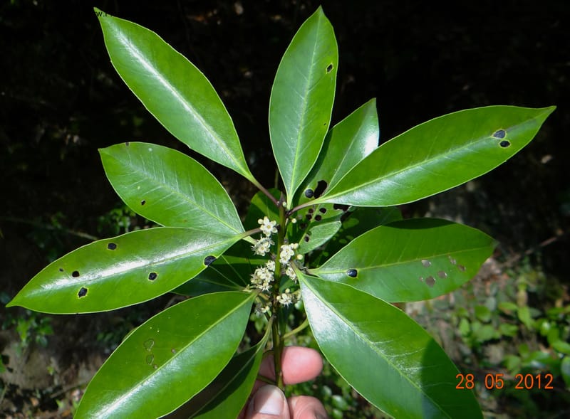 Ilex sp. , Not collected--China, Zhejiang, Shunxi, 28 May 2012 282 (2).JPG