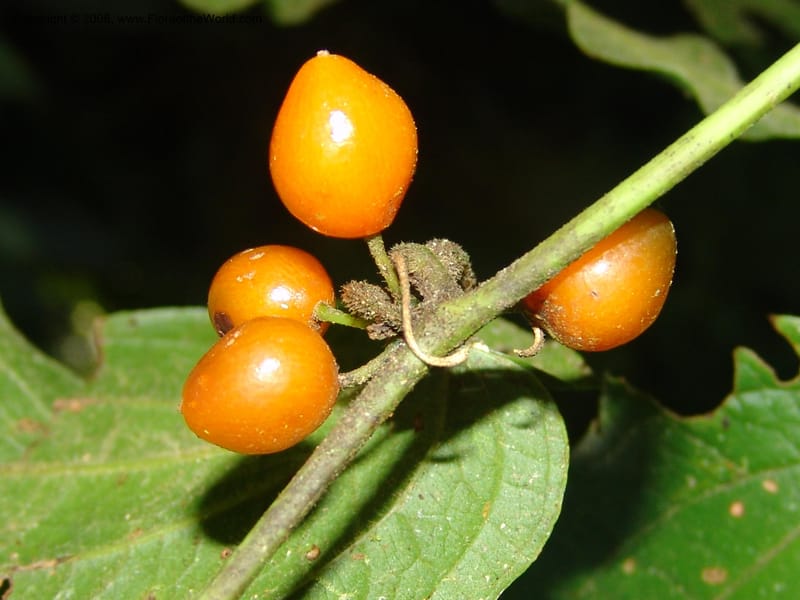 Smilax, not coll.--MX. Chiapas. Res. Biosf. El Triunfo. Trail NW along stream. 9 Nov 04. 004.jpg