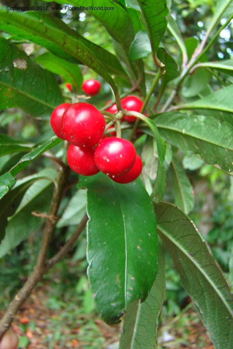 Ardisia, Regalado 1730--Viet Nam. Thua Thien Hue Prov. Phu Loc Distr. Bach Ma. 13Apr 09. 062.jpg