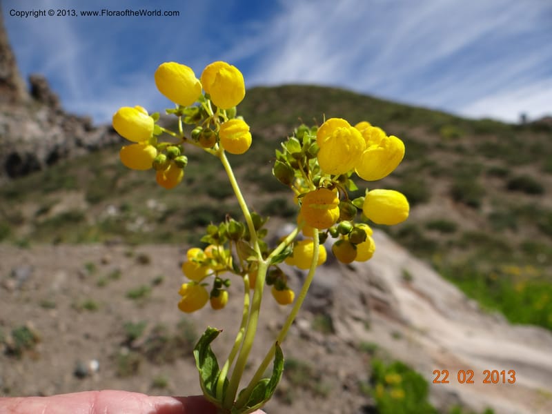 Calceolaria biflora, W. D. Stevens 34183--Chile, La Laguna Maule, 22 Feb 2013 9564 (10).JPG