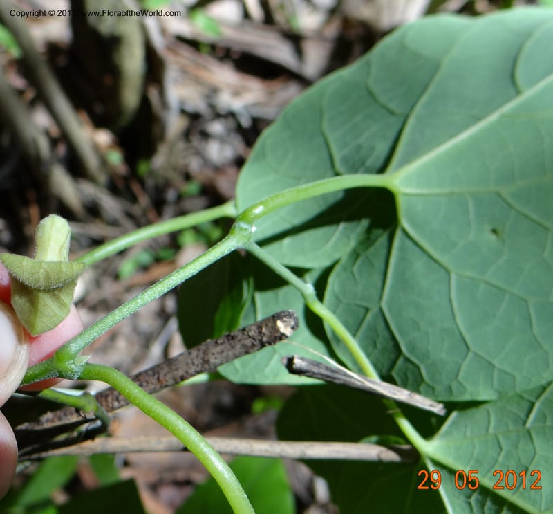 Aristolochia sp. unk, Li Pan 1205292--China, Zhejiang, 29 May 2012 0352 (11).JPG