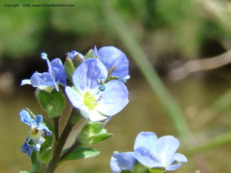 Veronica serpyllifolia ssp humifusa, CDavidson11275--ID. Idaho Co. Warren Wagon Rd., Sesesh Cr. 24 Aug 08. 060.jpg