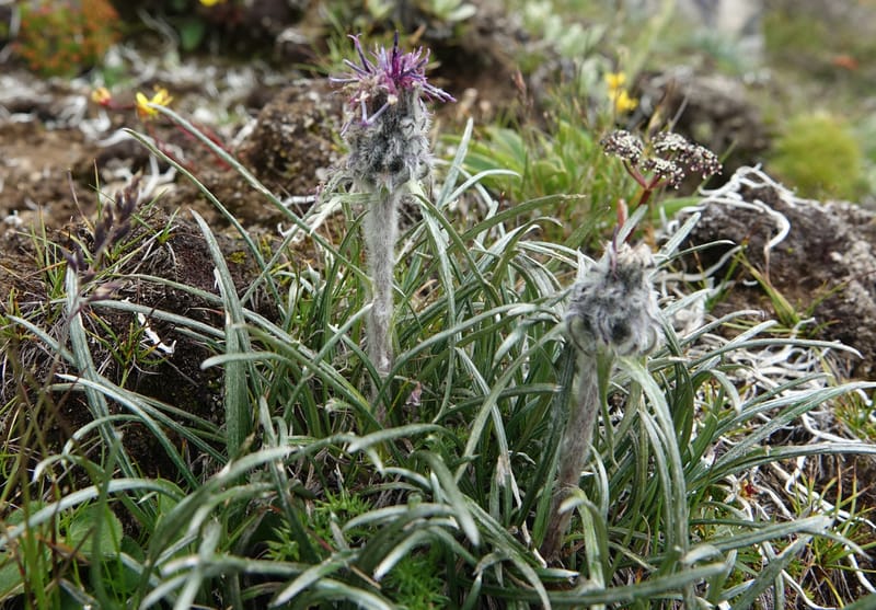 Saussurea graminea var. graminea, D. Boufford 44058--China. Sichuan. Zhe Duo Shan. 17 Aug 2017. DSC06717 (304).JPG