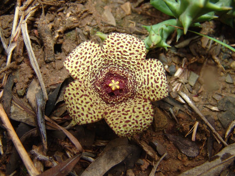 Orbea verrucosa--So.Africa. E. Cape. Kap Riv. Nat. Res. 7 Mch 05. 065.jpg