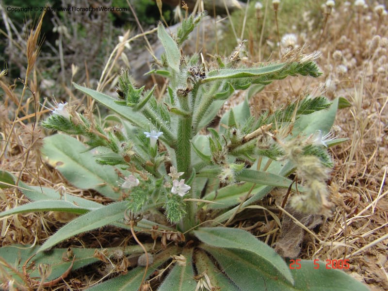 Echium italicum ssp biebersteinii--Crete. Ep. Kisamos. Sirikari Gorge. 25 May 05.  463.jpg