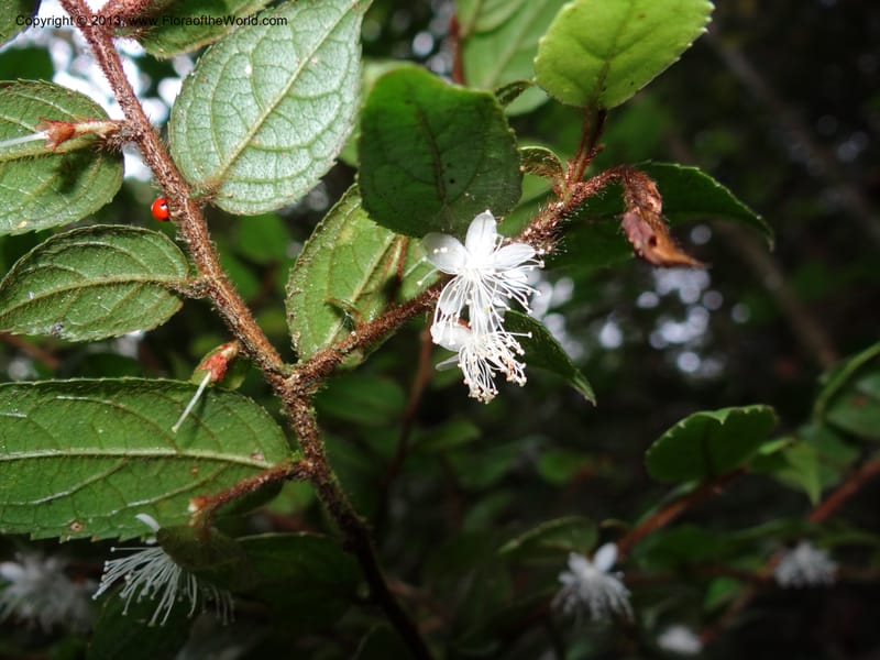 Symplocos, SAN.153214--Malaysia, Sabah. Mt. Kinabalu. 5 Apr 2012. DSC06767 (238).JPG