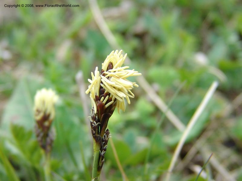 Carex medvedevii--Georgia. Vic. of Tskhrats'karo Pass. 7 Jun 05. 038.jpg