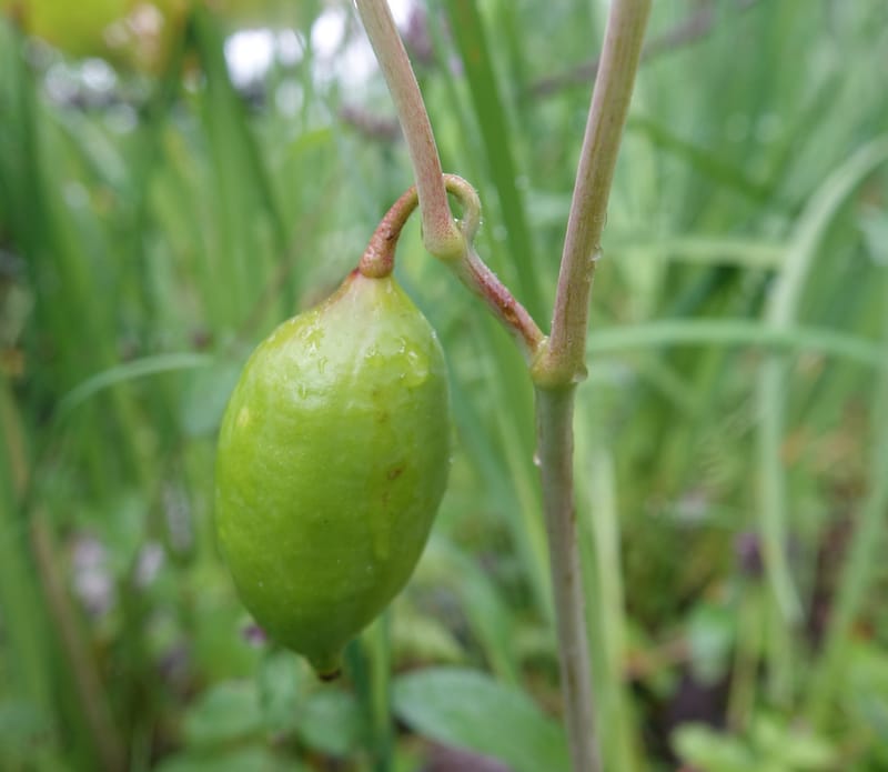 Podophyllum hexandrum, D. Boufford 43981--China. Yunnan. Tianbao Shan. 10 Aug 2017.  (286).JPG