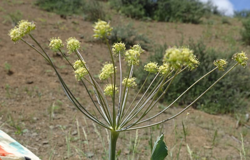 Lomatium nudicaule, C. Davidson 13561--ID. Blaine Co. Rock Creek Preserve. TNC. 14 May 2017. DSC00477 (60).JPG