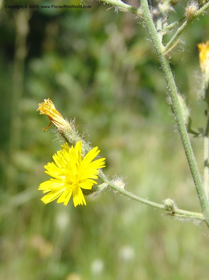 Hieracium scouleri v. albertinum--ID. Valley Co. Sylvan Beach, Reservoir trail. 13 Aug 05. 110.jpg