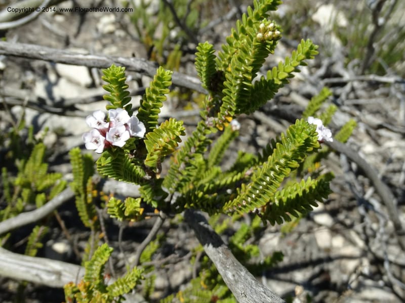 Euchaetis, Davidson, C 12300--South Africa. Western Cape. De Hoop Nature Res. 22 Jan 2014. DSC01681 (61).JPG