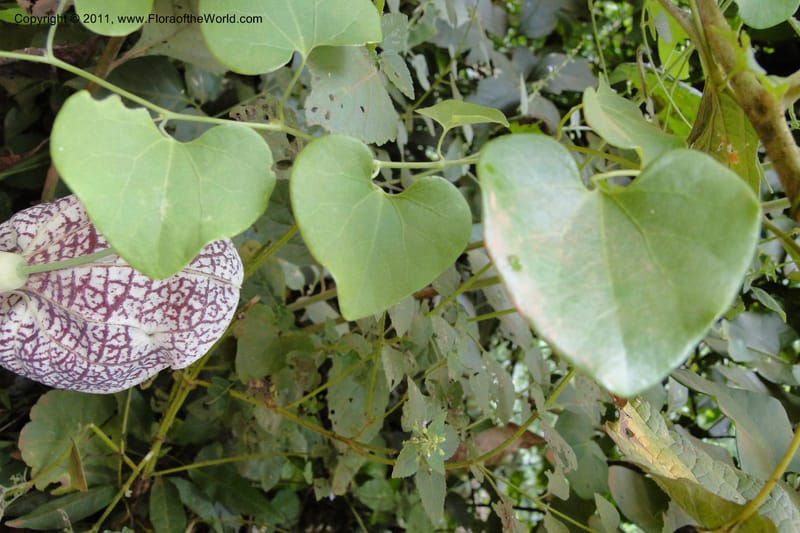 Aristolochia, W. D. Stevens 30958--Paraguay. Edo. Guaira. Res. Ybytyruzu. 10 Mar 2011. 232 (1).jpg