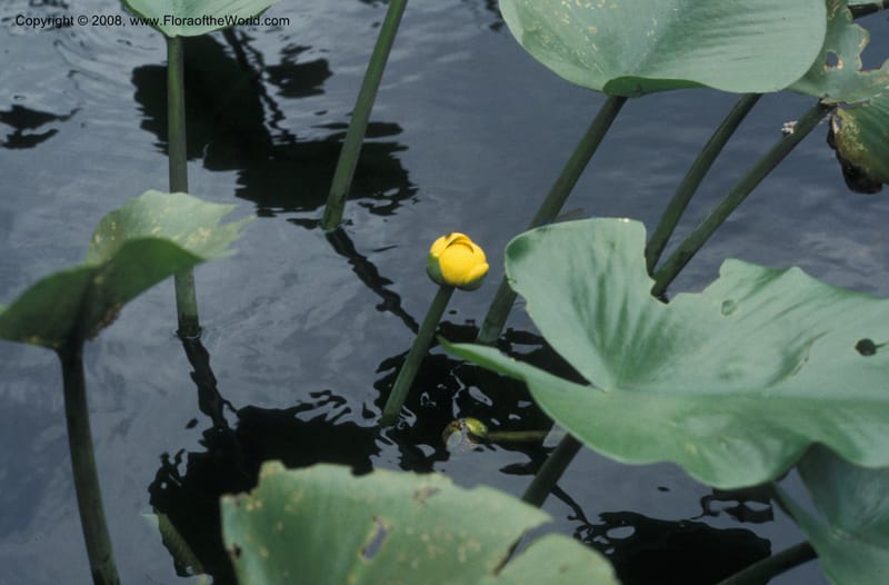 Nuphar advena--FL. Marion Co. Juniper Cr. 29 Jun 93. 002.jpg