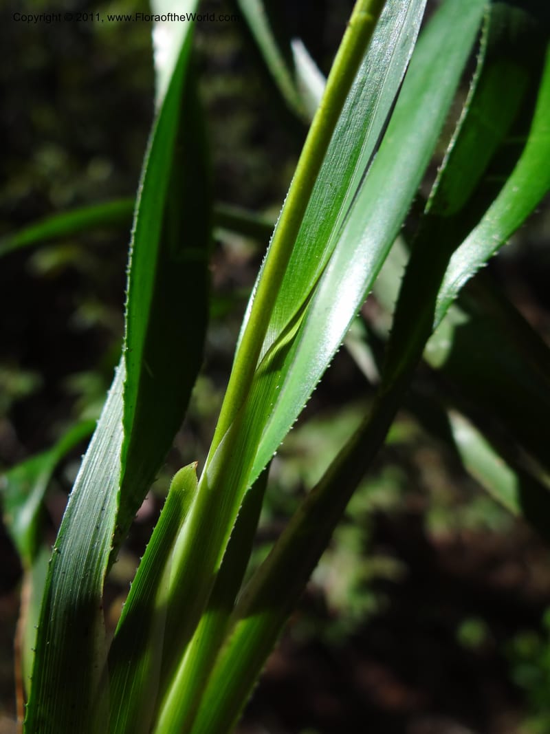 Dianella, B. Gray 9076--Australia. Queensland. Mt. Haig, Tinnaroo Hills. 24 Sep 2011. (58).JPG