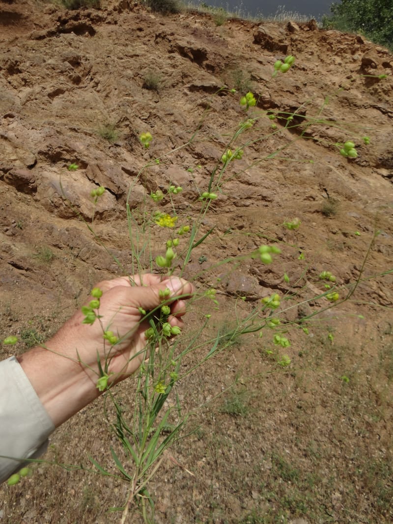 Bupleurum--Kurdistan. Tawailla. Stop 3. 22 May 2013. DSC04827 (8).JPG