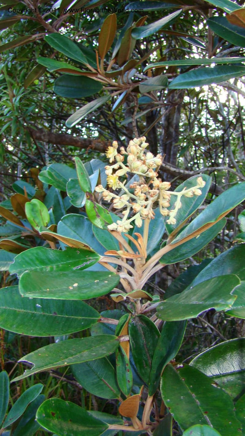 Hibbertia pancheri, P. Lowry 7223--New Caledonia. 762 (4).jpg