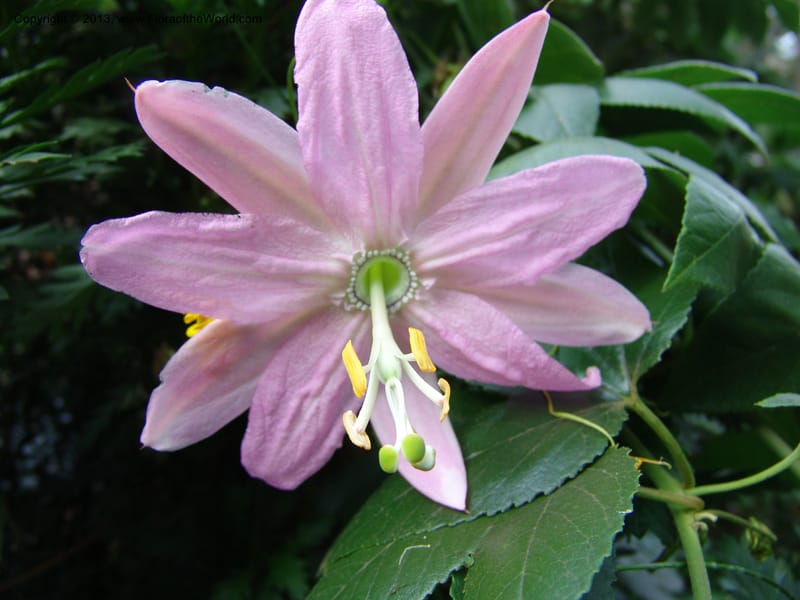 Passiflora--Kenya. Limuru. Garden of Sue Brown. 10 July 04. 049 (3).jpg