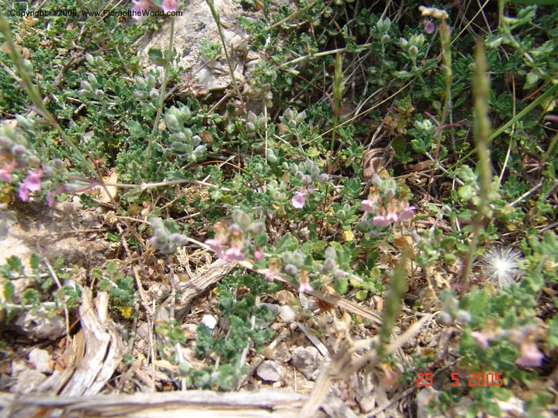 Teucrium divaricatum--Crete. Ep. Kisamos. Sirikari Gorge. 25 May 05.  427.jpg