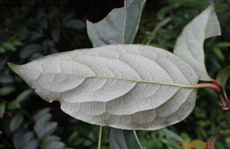 Sabia sp. unk., (Davidson, C 12042)--China, SanQing Shan, 3 June 2012 1183 (1).JPG