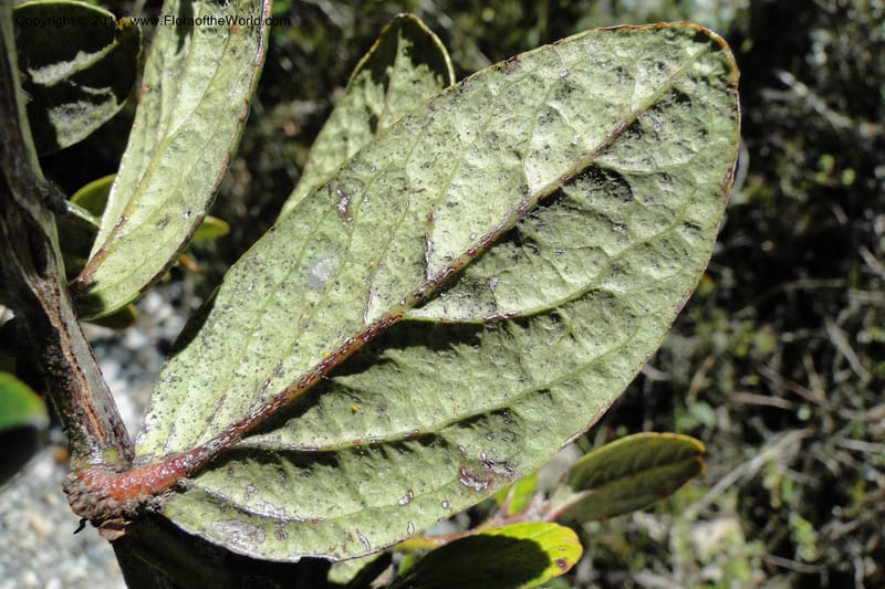 Cavendishia, Ulloa 2093--Ecuador. P. N. Sangay. 6 June 2011. 091 (5).jpg