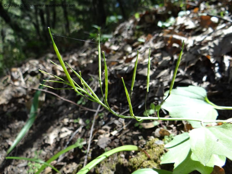 Cardamine californica, Davidson, C 12129--Calif. Nevada Co. 19 Apr 2013. DSC03167 (1).JPG