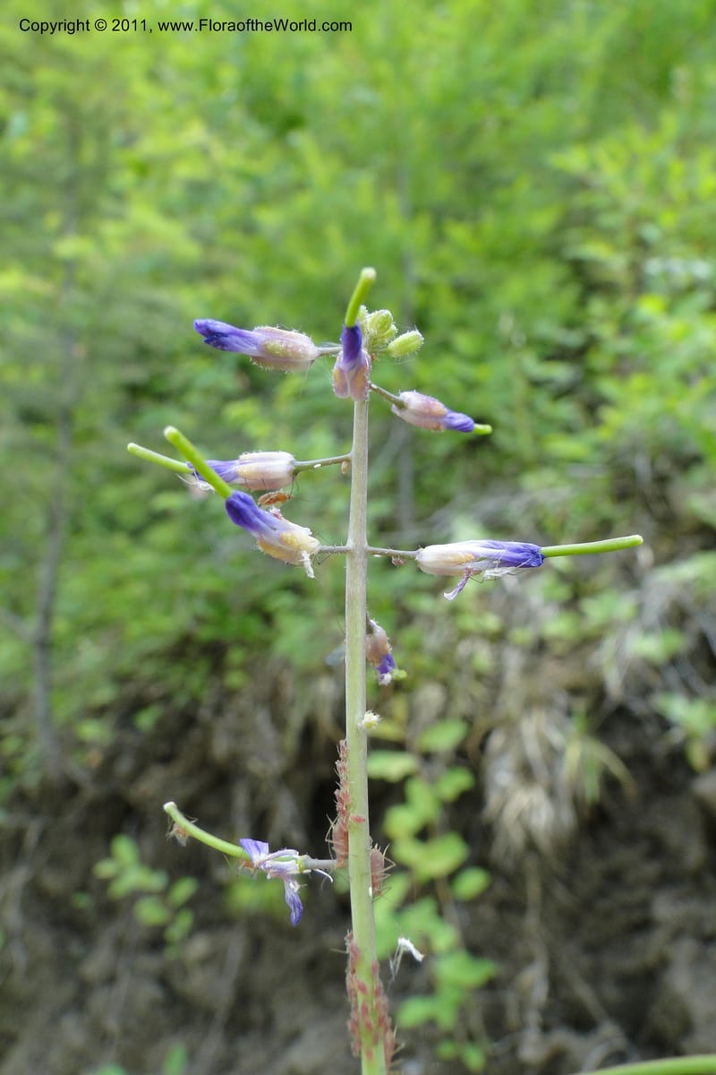 Boechera, Davidson, C 11889--Idaho. Adams Co. Fish Lake Rd. 10 July 2011. 163 (8).jpg