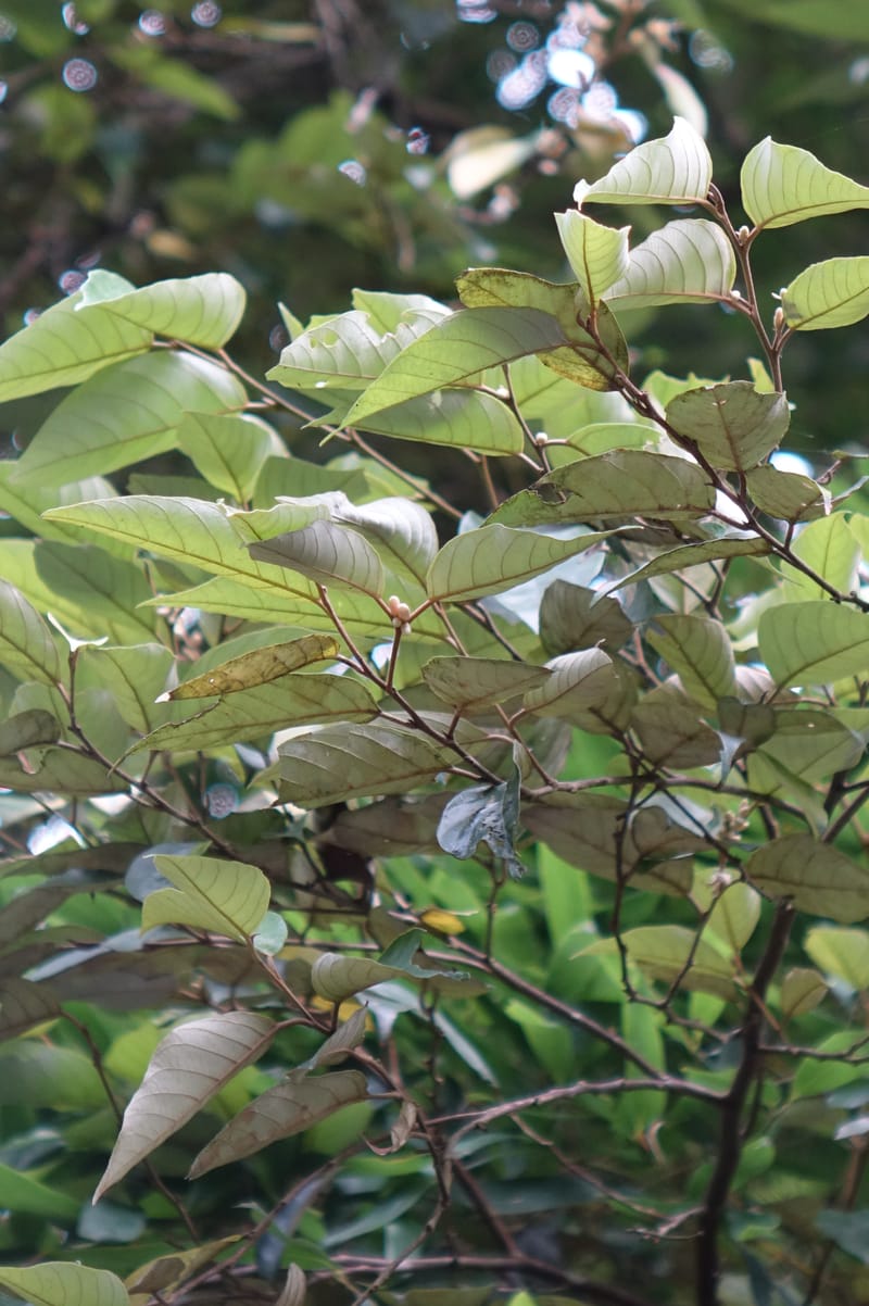 Styrax suberifolia, Chung Kuo-Fang 3354--Taiwan. Wulai Distr. Wulai village. Chia Jiao Liao. 19 May 2016.  (52).JPG