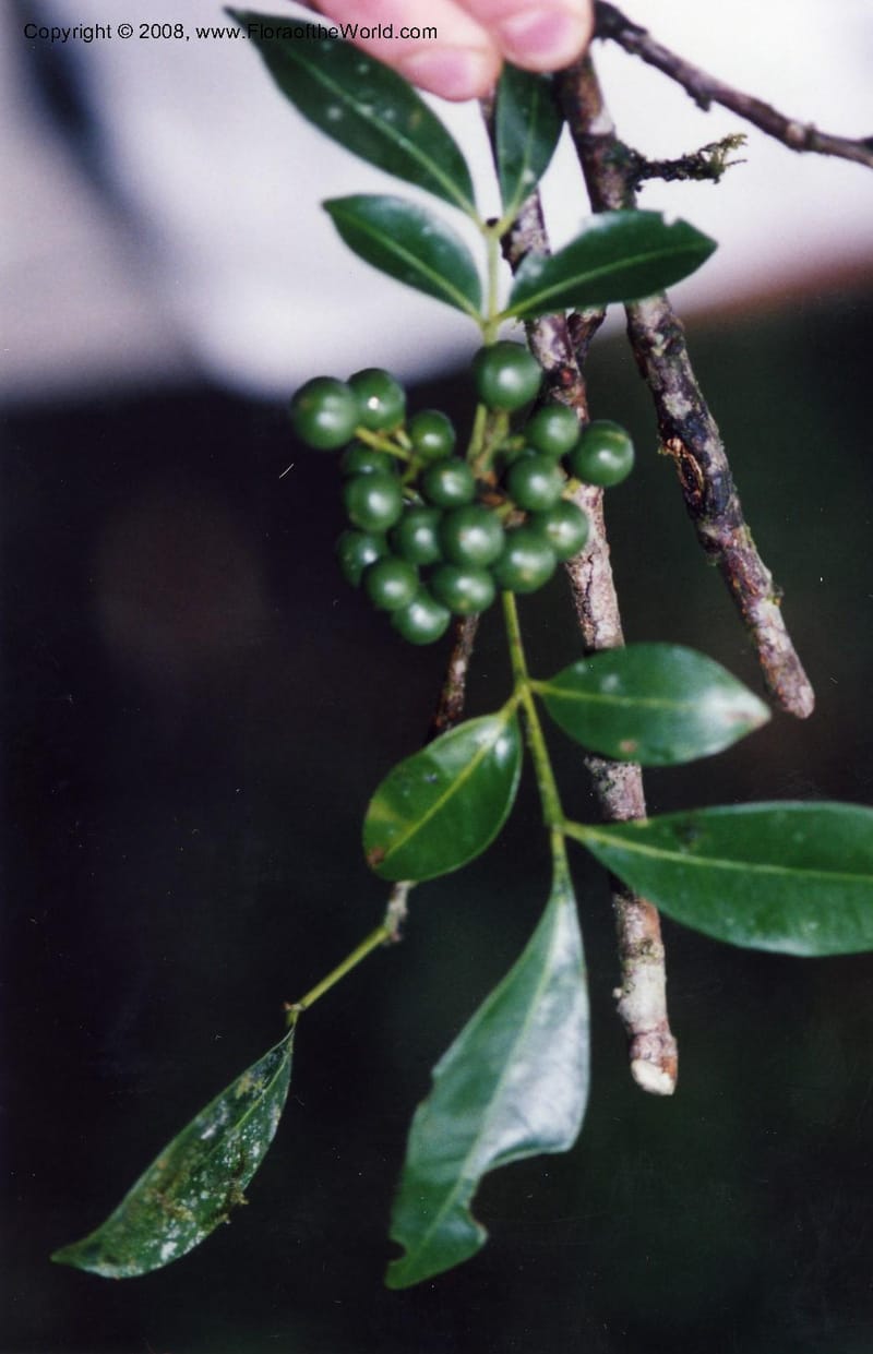 Trichilia, Rincon2442--MX. Veracruz. Volcan San Martin. 25 May 01. 001.jpg