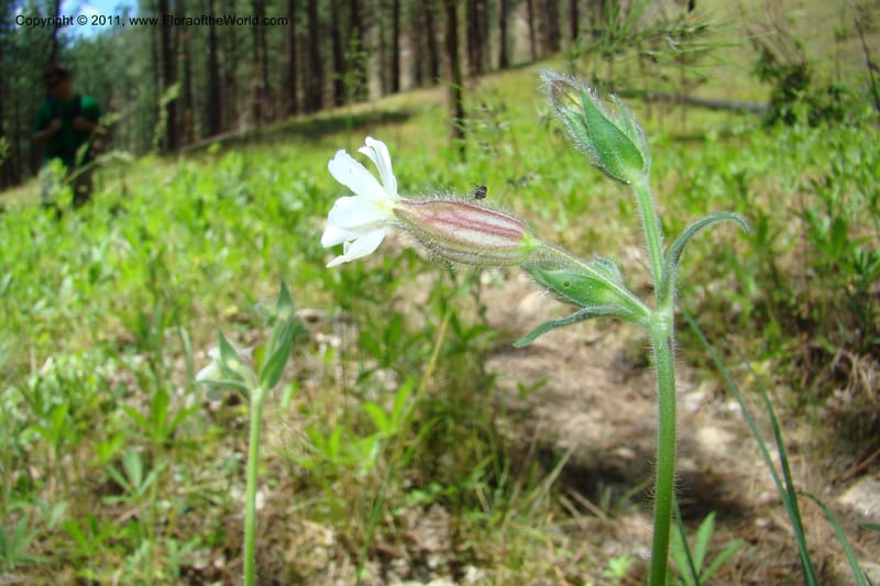 Silene scouleri, C. Davidson 11399--Idaho. Idaho Co. Salmon River. Shepp Ranch. 28 May 2009. 062.jpg