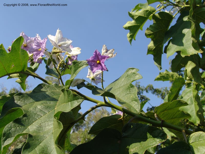 Solanum--Uganda. Crater Lakes region, Ndali lodge, S of Fort Portal. 4July 04. 019.jpg