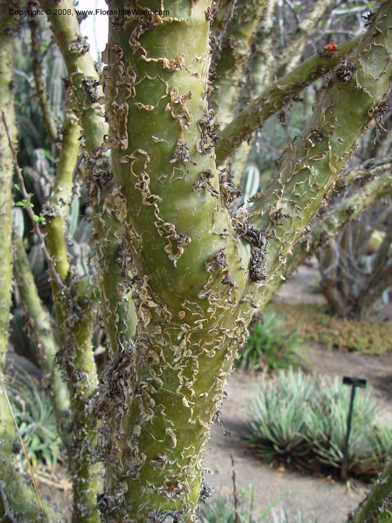 Fouquieria formosa, 24988--CA. Huntington Bot. Gard. 14 Feb 03. 134.jpg
