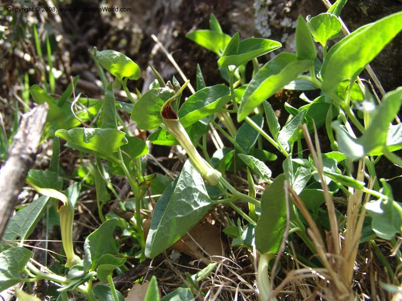 Aristolochia paucinervis--Spain. Pr.Granada. Trail upslope from Pampaneira. 20 Apr 05. 026.jpg