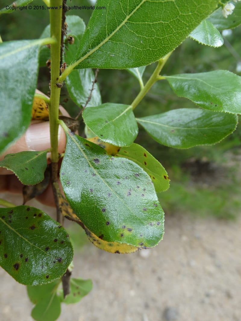 Escallonia pulverulenta, Davidson, C 12833--Chile. Cerro El Colorado, E of Talca. 28 Nov 2014. DSC08873 (68).JPG