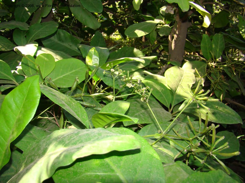 Pisonia umbellifera--Australia. Royal Botanic Garden, Melbourne. 19-20 Mch 08. 045.jpg