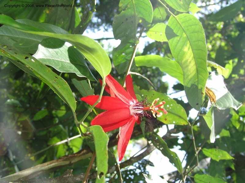 Passiflora coccinea, AAraujoM1261--Bolivia. Pq. Nac. Madidi. Chalalan. Send. Wabucuru. 30 Nov 04. 029.jpg