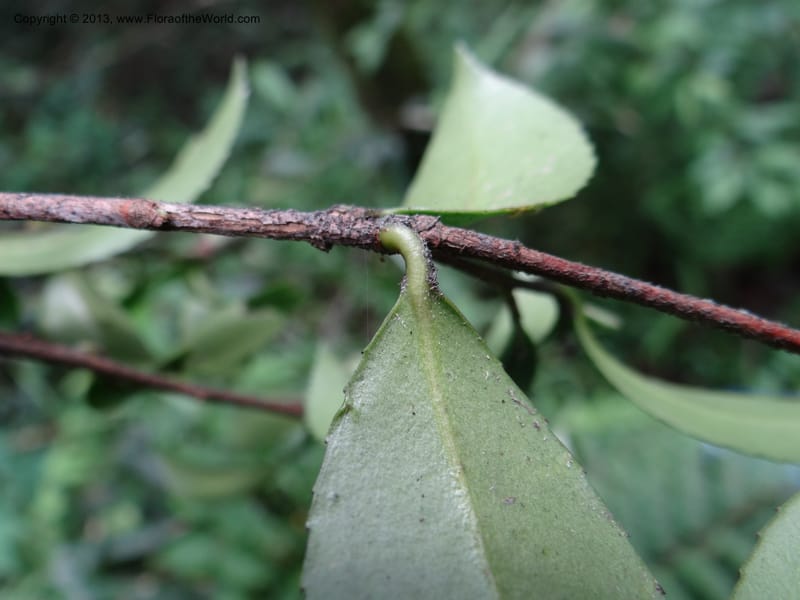 Camellia oleifera, Davidson, C 11952--China. Zhejiang Priv. Tian Mu Shan. 31 May 2012. DSC00927 (78).JPG