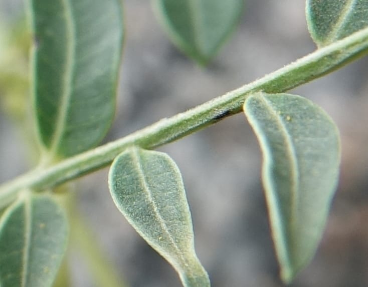 Schinus areira, Fortunato 13200--Argentina. Hwy 150 S of San Augustin. 9 Feb 2018. DSC09845 (61).JPG