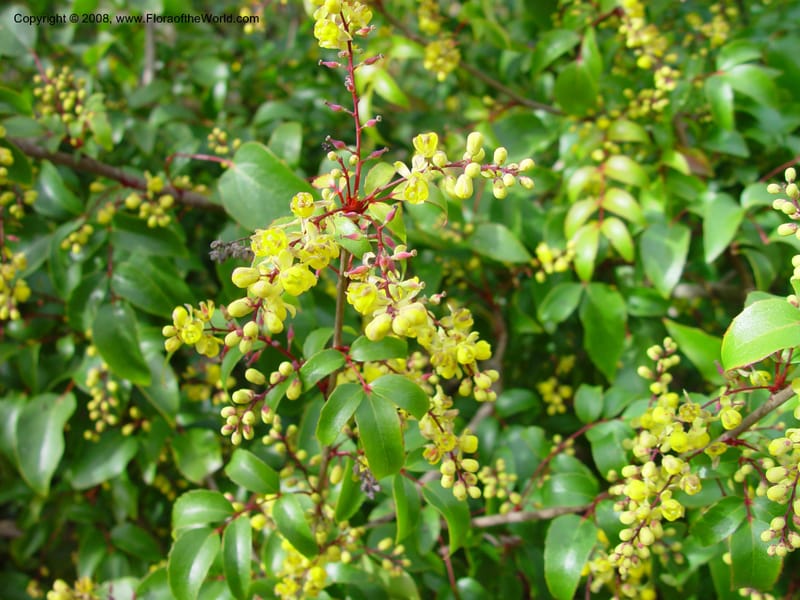 Berberis darwinii. 76.0264--CA. UC Berkeley Bot. Gard. 10 Feb 03. 053.jpg