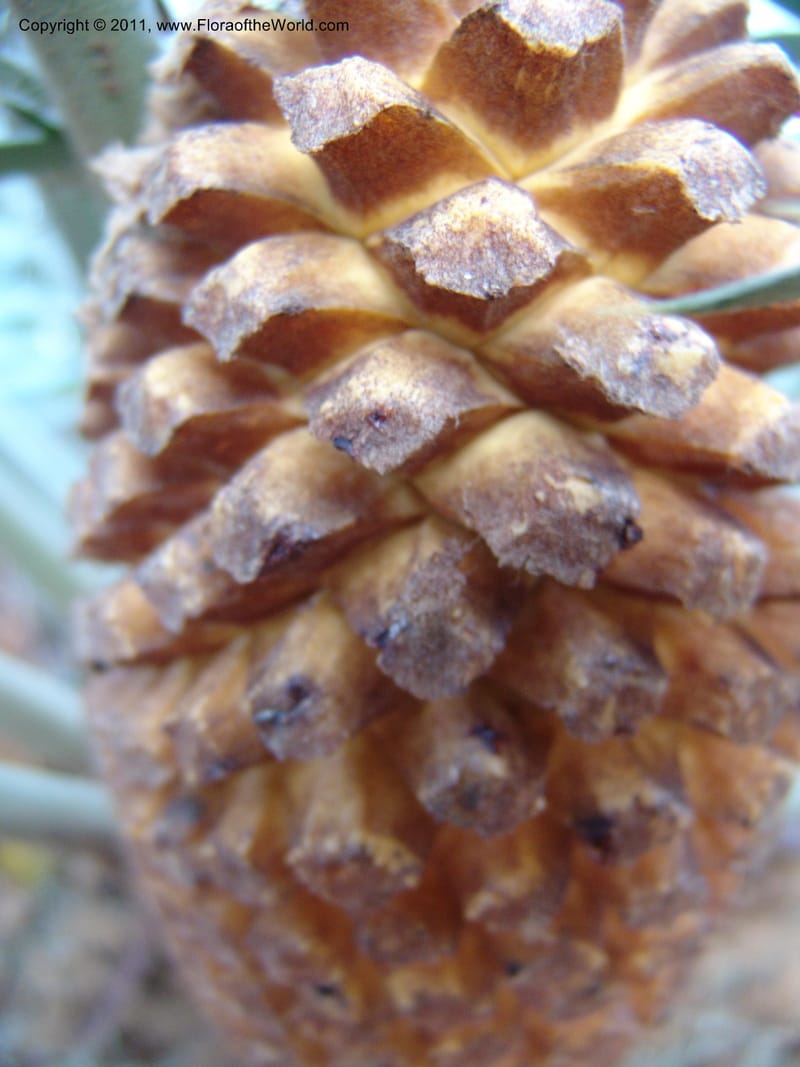 Encephalartos transvenosus, 18635--So. Africa. Pretoria Nat. Bot. Gard. 25 Jun 04. 125.jpg