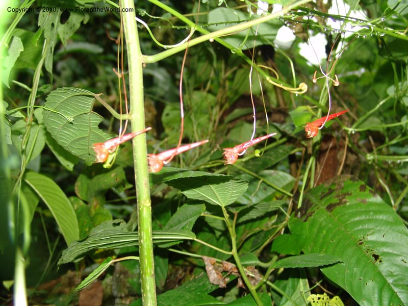 Tropaeolum emarginatum, Croat 96216--Ecuador. Centro Cientifico Rio Palenque. 22 Mar 06. 021.jpg