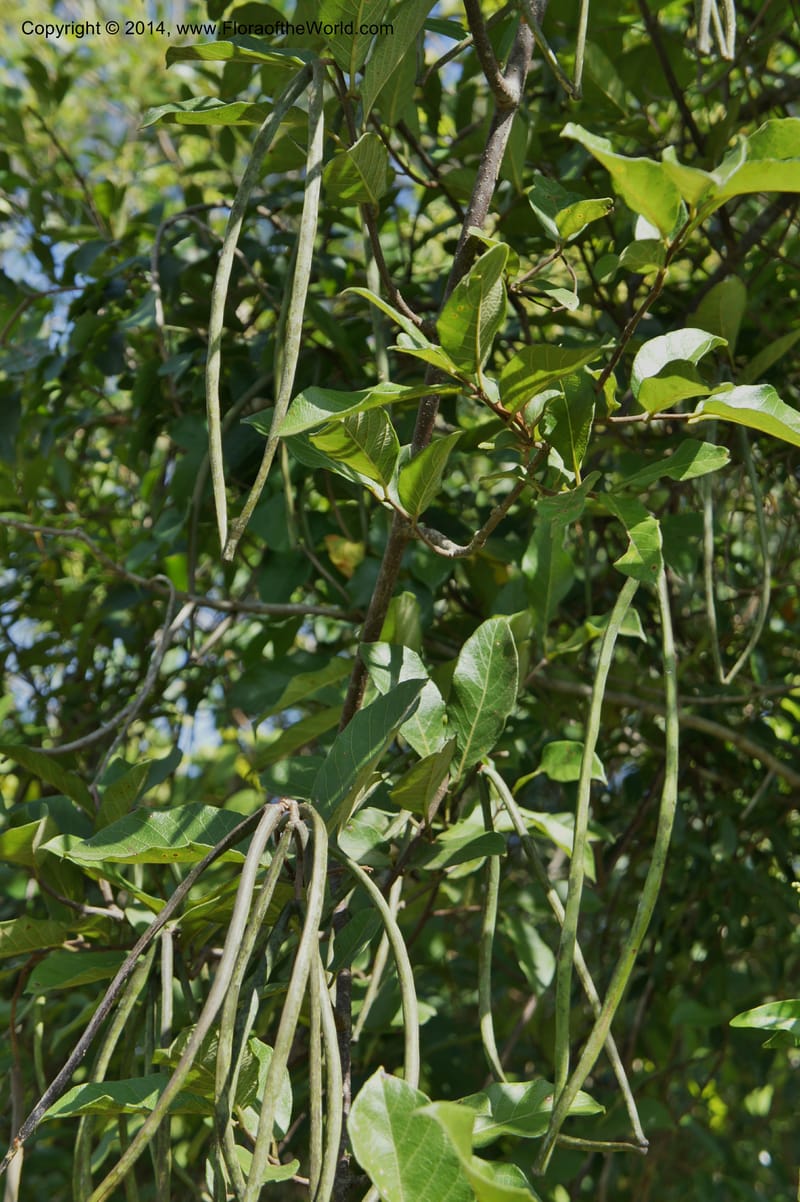 Forsteronia pubescens, Stevens,  W. D 31127, Cerro Cora, 16 Mar 2011 4174 (16).JPG