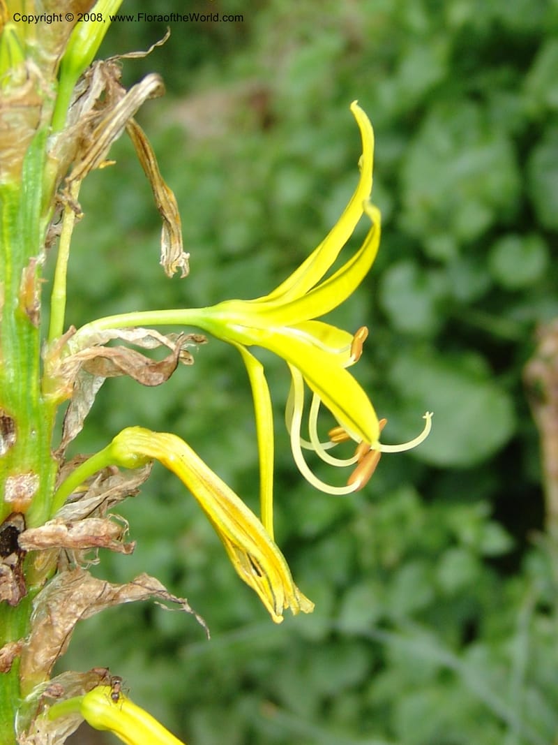 Asphodeline lutea--France. Paris. Jardin des Plantes. 28 Apr 05. 093.jpg