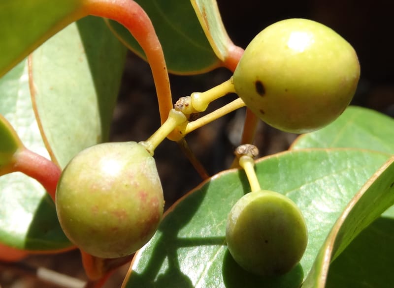 Smilax, Munzinger, J 7482--New Caledonia. PinPin. 20 Nov 2015. DSC03938 (218).JPG
