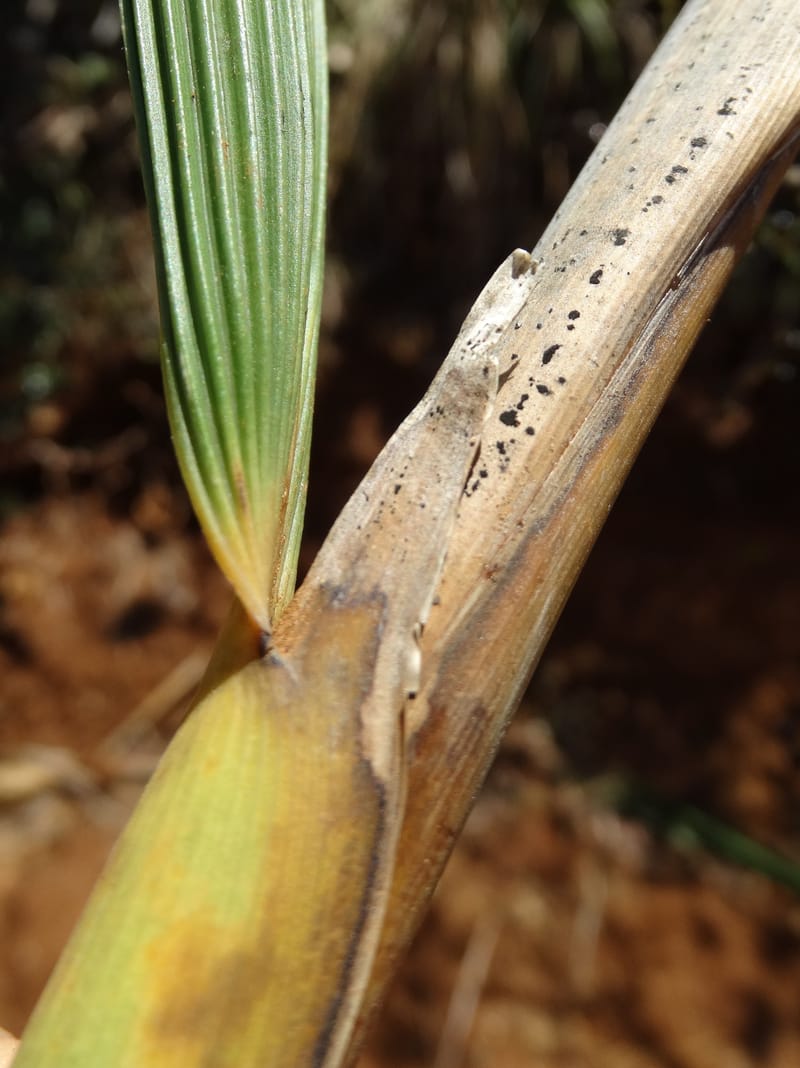 Joinvillea, Callmander, M 1274--New Caledonia. PinPin. 20 Nov 2015. DSC03938 (371).JPG