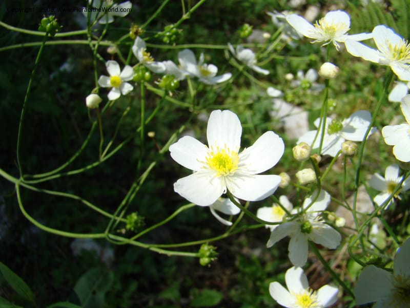 Ranunculus aconitifolius, CDavidson11256--Slovenia. Gorenska Reg. Velika Planina. 6 Jul 08. 181.jpg
