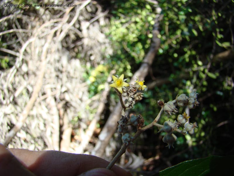 Argophyllum, JMunzinger4653--N.Caled. Dumbea Dam in Dumbea Riv, S of Noumea. 11 Nov 07. 077.jpg