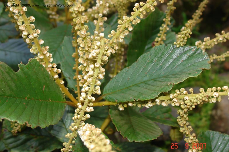 Clethra, D. Neill 16019--Ecuador.Prov.ZamoraC.ResTapichalaca-roadside 25 Sep 2007 172 (6).jpg