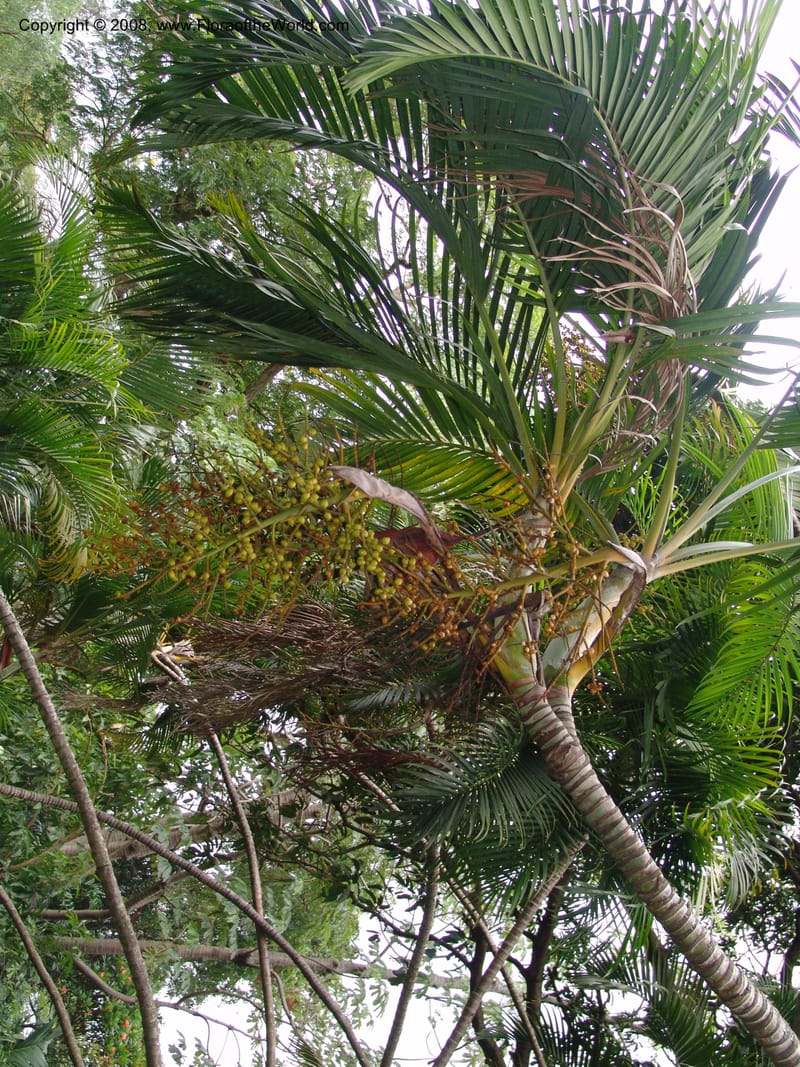 Chrysalidocarpus lucubensis--So. Africa. Durban Bot. Garden. 14 Mch 05. 136.jpg