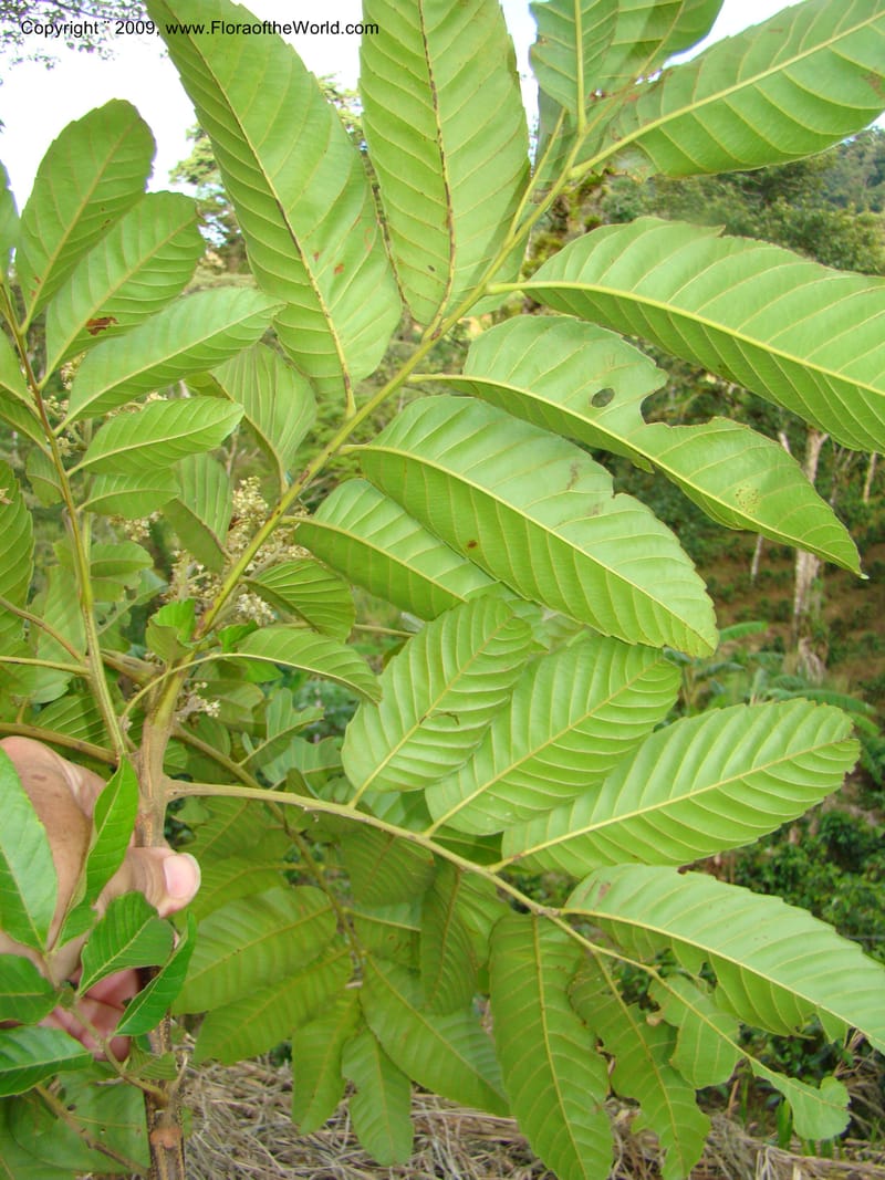 Cupania, WDStevens27258--Nicaragua. Jinotega. Area prot., rd to La Fundadora. 16 Jun 08. 105.jpg