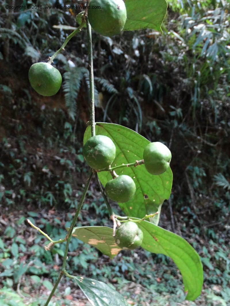 Xanthophyllum, Davidson, C 12912--Sabah. Sub-stesen Sayap. 26 Mar 2015. DSC00551 (94).JPG